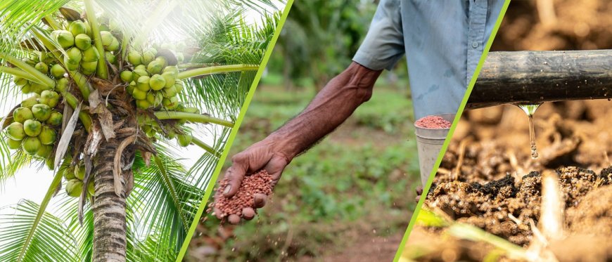 පොල් වගාවේ ඉහළ ඵලදාවක් සඳහා DIMO Agribusinesses වෙතින් සාර්ථක විසඳුම් පෙළක්