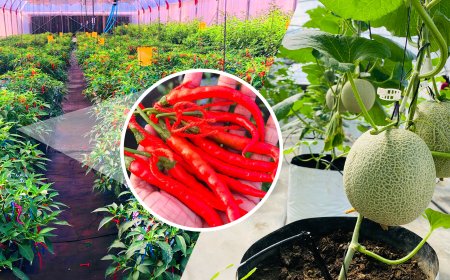 மாறும் வானிலை நிபந்தனைகளுக்கேற்ப விளைச்சலை அதிகரிக்க DIM0 Agritech இன் புதிய தொழில்நுட்ப தீர்வுகள் அறிமுகம் !