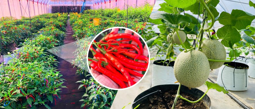 மாறும் வானிலை நிபந்தனைகளுக்கேற்ப விளைச்சலை அதிகரிக்க DIM0 Agritech இன் புதிய தொழில்நுட்ப தீர்வுகள் அறிமுகம் !