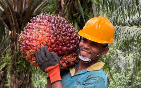 தேசிய பொருளாதார மீட்புக்காக ஃபாம் ஒயில் செய்கையை மீண்டும் ஆரம்பிக்க அரசாங்கத்தை வலியுறுத்தும் பெருந்தோட்ட முதலாளிமார் சம்மேளனம்