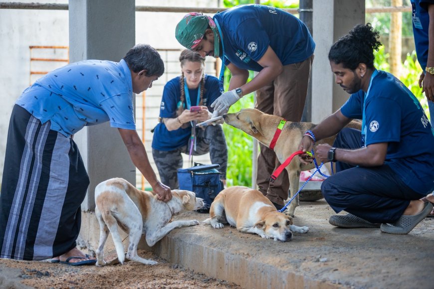 රේබිස් රෝගයට එරෙහි ගමන: WECare Worldwide හි වීදි බලකාය