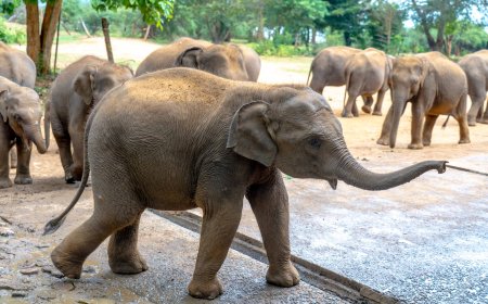 World Wildlife Day: Rescued Elephant Calf Kalo Thrives at Udawalawe Transit Home