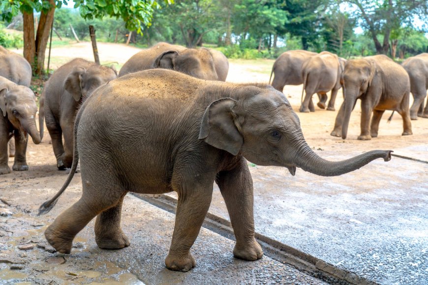 World Wildlife Day: Rescued Elephant Calf Kalo Thrives at Udawalawe Transit Home