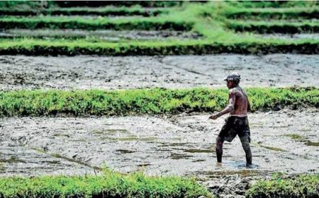 எல் நினோ நிலையைத் தாண்டி: இலங்கையின் எதிர்காலத்திற்கான காலநிலைத் தாங்குதிறன் கொண்ட பெருந்தோட்டத் துறையை உருவாக்குதல்