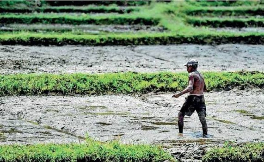 எல் நினோ நிலையைத் தாண்டி: இலங்கையின் எதிர்காலத்திற்கான காலநிலைத் தாங்குதிறன் கொண்ட பெருந்தோட்டத் துறையை உருவாக்குதல்